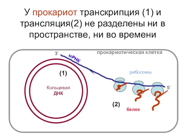 У прокариот транскрипция (1) и трансляция(2) не разделены ни в пространстве, ни