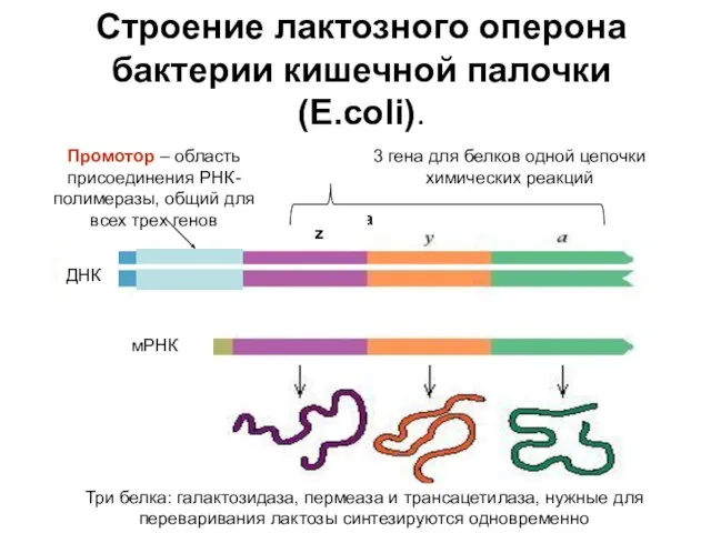 Строение лактозного оперона бактерии кишечной палочки (E.coli). РНК-полимераза Промотор – область присоединения