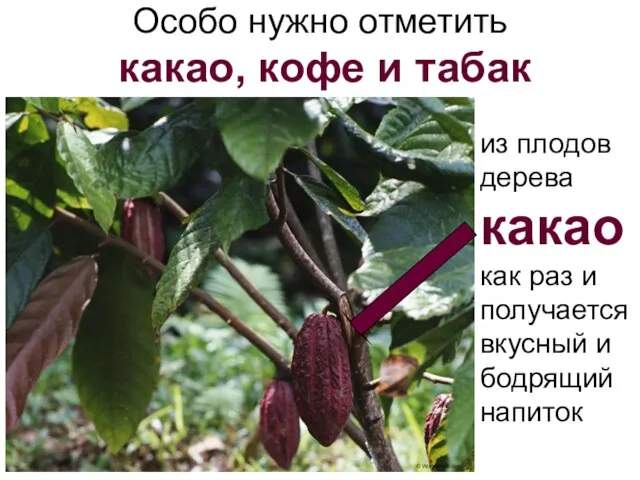 Особо нужно отметить какао, кофе и табак из плодов дерева какао как