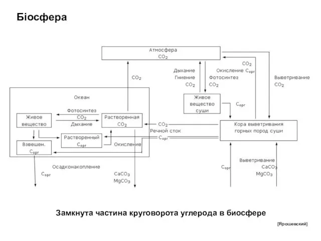 Біосфера Замкнута частина круговорота углерода в биосфере [Ярошевский]