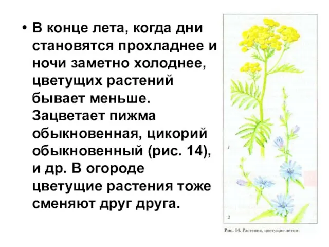 В конце лета, когда дни становятся прохладнее и ночи заметно холоднее, цветущих