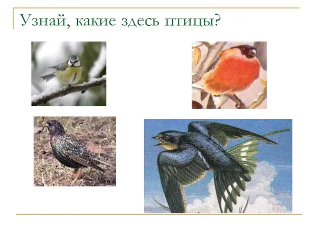 Узнай, какие здесь птицы?