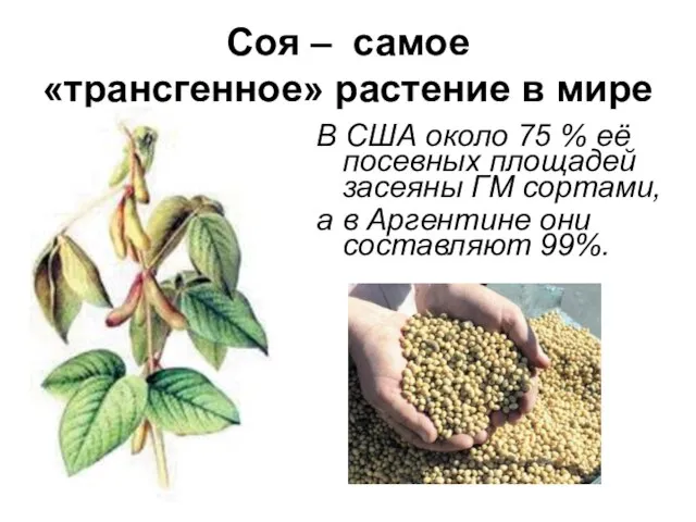 Соя – самое «трансгенное» растение в мире В США около 75 %