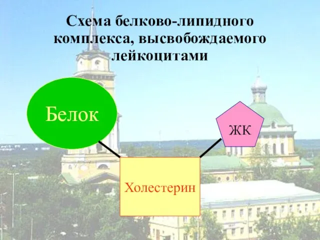 Схема белково-липидного комплекса, высвобождаемого лейкоцитами Белок Холестерин ЖК