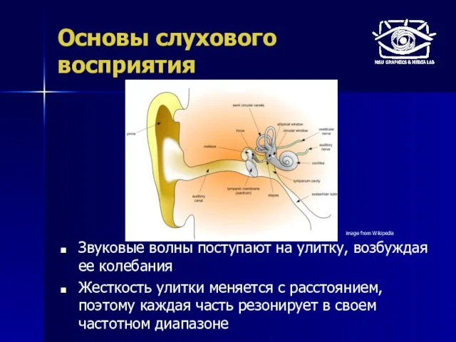 Основы слухового восприятия Звуковые волны поступают на улитку, возбуждая ее колебания Жесткость