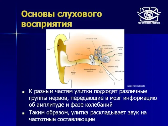 Основы слухового восприятия К разным частям улитки подходят различные группы нервов, передающие