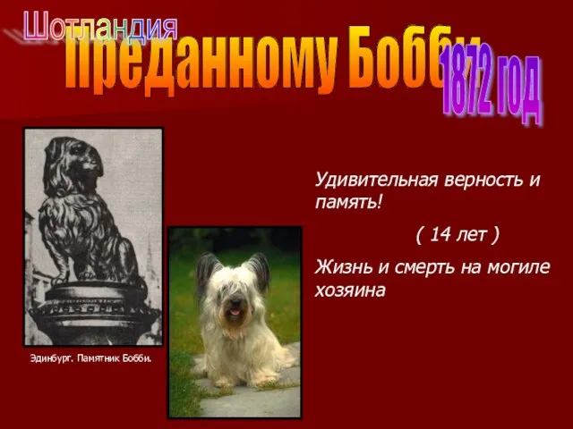 Преданному Бобби 1872 год Удивительная верность и память! ( 14 лет )