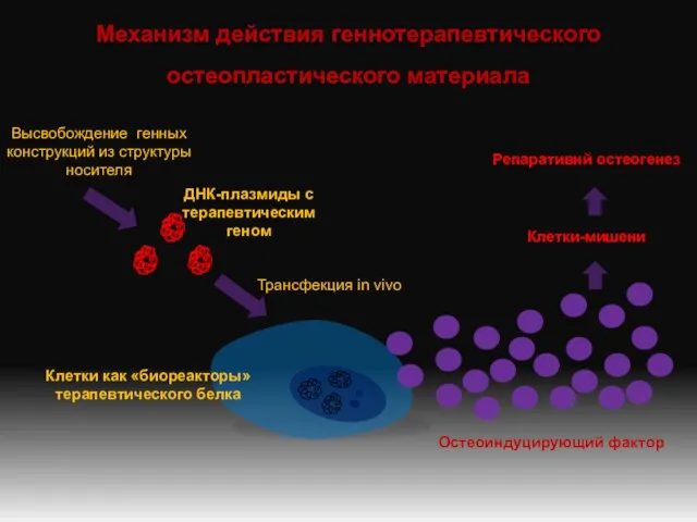 Механизм действия геннотерапевтического остеопластического материала Трансфекция in vivo ДНК-плазмиды с терапевтическим геном