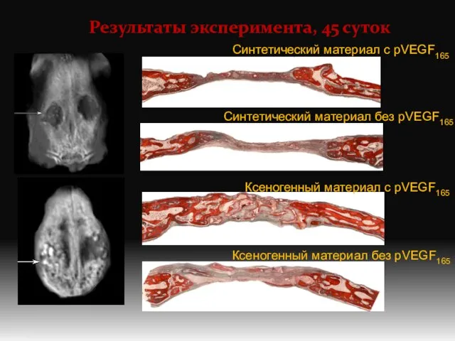 Результаты эксперимента, 45 суток Синтетический материал с pVEGF165 Синтетический материал без pVEGF165