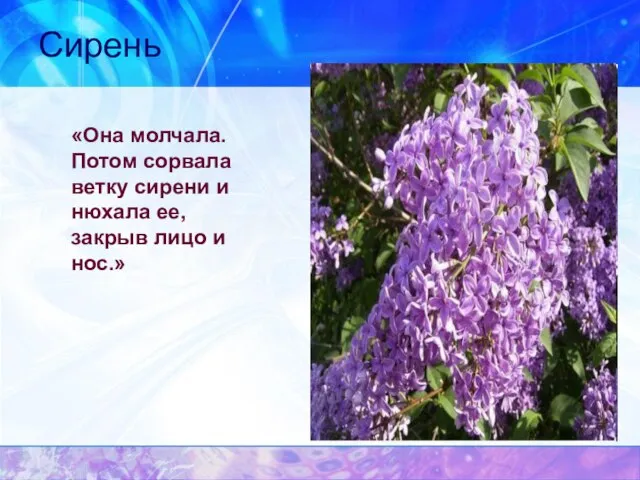 Сирень «Она молчала. Потом сорвала ветку сирени и нюхала ее, закрыв лицо и нос.»