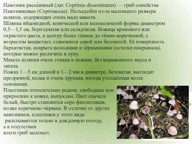 Наво́зник рассе́янный (лат. Coprinus disseminatus) — гриб семейства Навозниковые (Coprinaceae). Несъедобен из-за