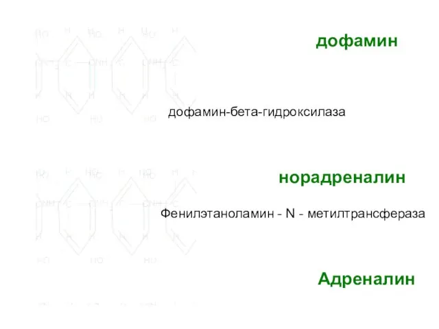 дофамин дофамин-бета-гидроксилаза норадреналин Фенилэтаноламин - N - метилтрансфераза Адреналин