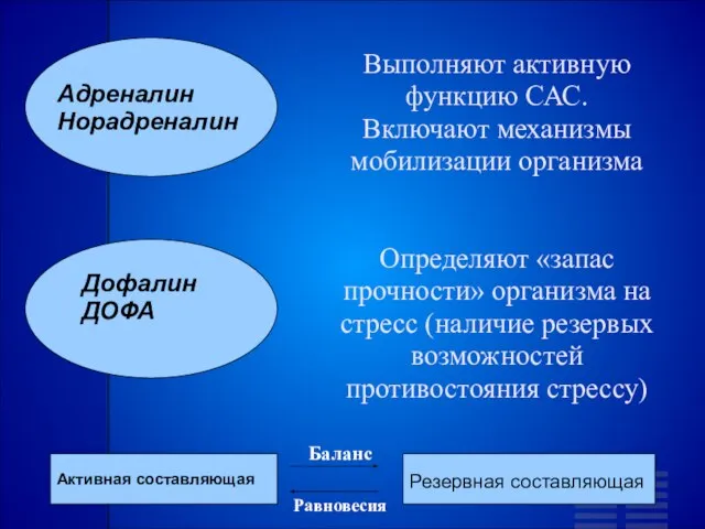 Выполняют активную функцию САС. Включают механизмы мобилизации организма Определяют «запас прочности» организма