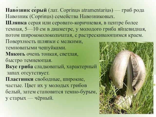 Наво́зник се́рый (лат. Coprinus atramentarius) — гриб рода Навозник (Coprinus) семейства Навозниковых.