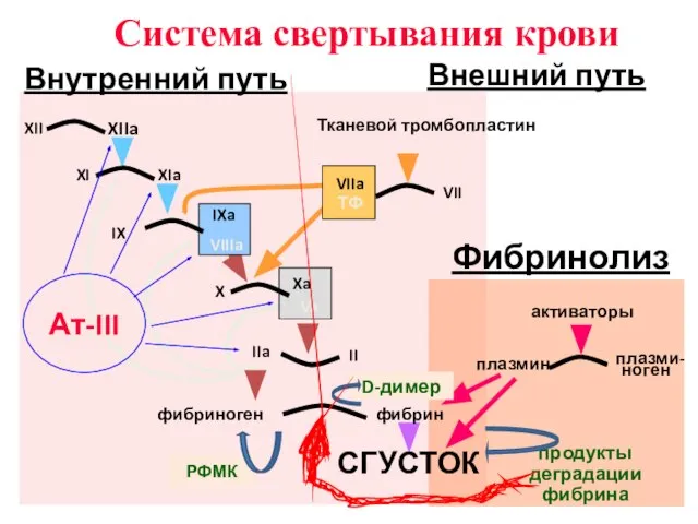 IX IXa VIIIa X Xa Va II IIa VII Тканевой тромбопластин активаторы