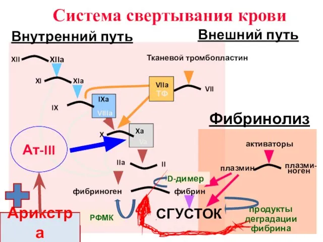 IX IXa VIIIa X Xa Va II IIa VII Тканевой тромбопластин активаторы