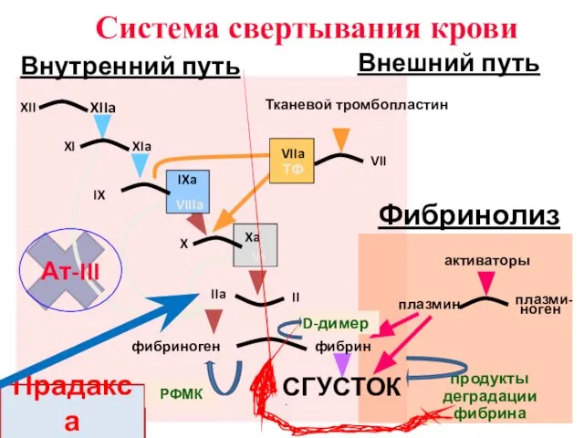 IX IXa VIIIa X Xa Va II IIa VII Тканевой тромбопластин активаторы