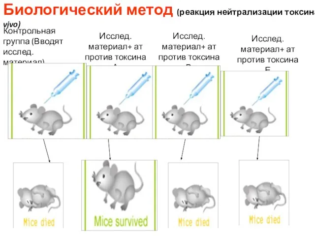 Биологический метод (реакция нейтрализации токсина in vivo) Контрольная группа (Вводят исслед.материал) Исслед.материал+