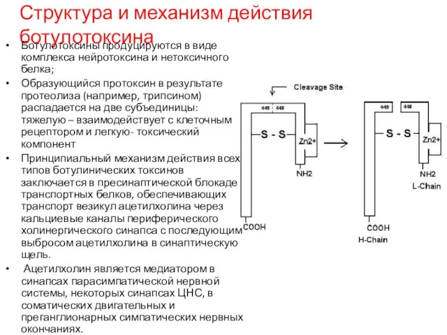 Структура и механизм действия ботулотоксина Ботулотоксины продуцируются в виде комплекса нейротоксина и