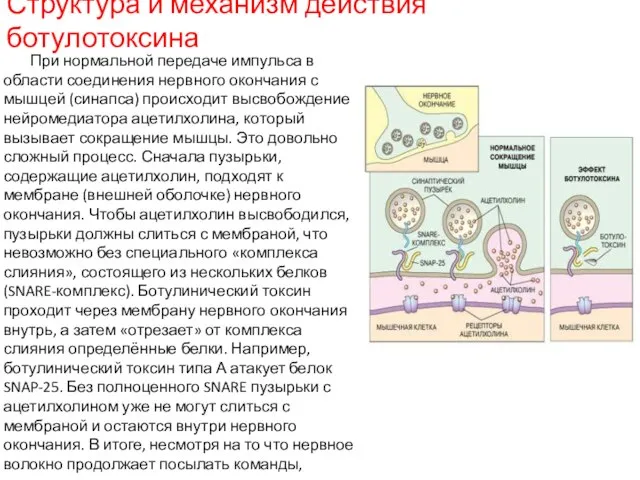 Структура и механизм действия ботулотоксина При нормальной передаче импульса в области соединения