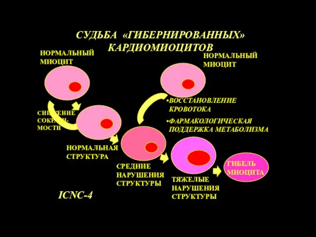 СУДЬБА «ГИБЕРНИРОВАННЫХ» КАРДИОМИОЦИТОВ СРЕДНИЕ НАРУШЕНИЯ СТРУКТУРЫ ТЯЖЕЛЫЕ НАРУШЕНИЯ СТРУКТУРЫ НОРМАЛЬНАЯ СТРУКТУРА СНИЖЕНИЕ