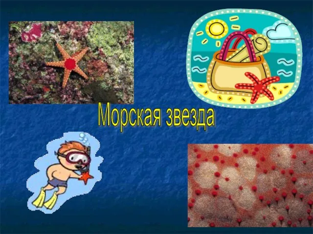 Морская звезда