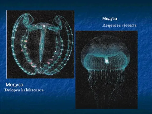 Медуза Deiopea kaloktenota Медуза Aeqourea victoria