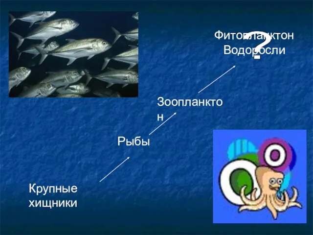 Крупные хищники Рыбы Зоопланктон ? Фитопланктон Водоросли