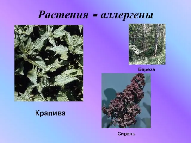 Растения - аллергены Крапива Береза Сирень