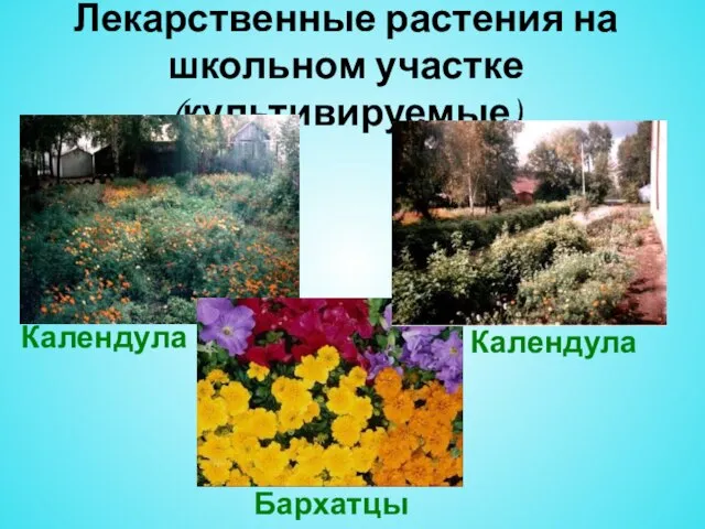 Лекарственные растения на школьном участке (культивируемые) Календула Бархатцы Календула