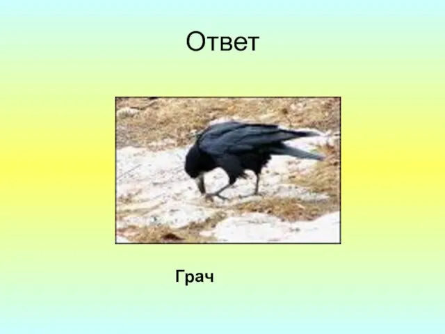 Ответ Грач