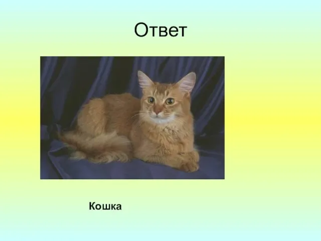 Ответ Кошка