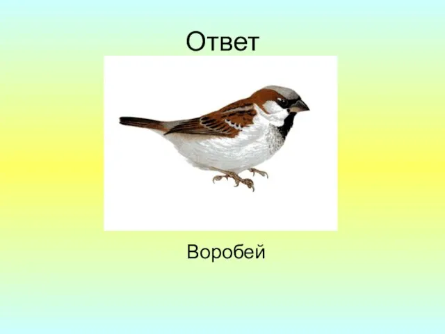 Ответ Воробей