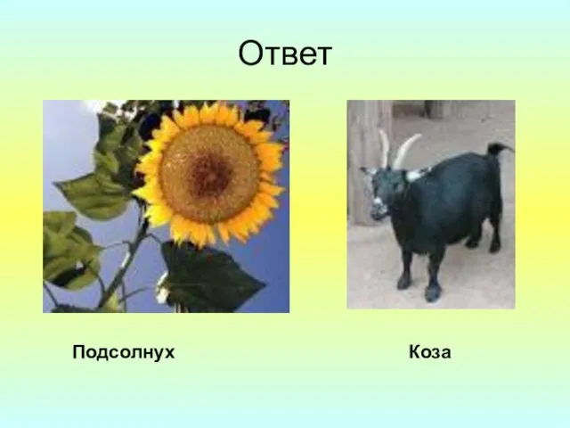 Ответ Подсолнух Коза