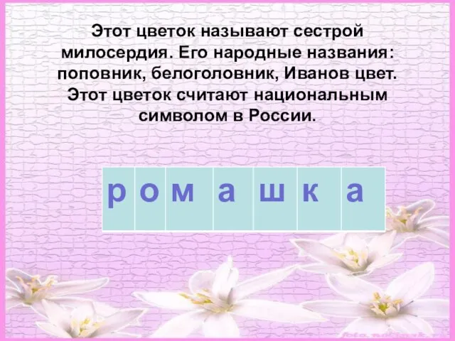 Этот цветок называют сестрой милосердия. Его народные названия: поповник, белоголовник, Иванов цвет.