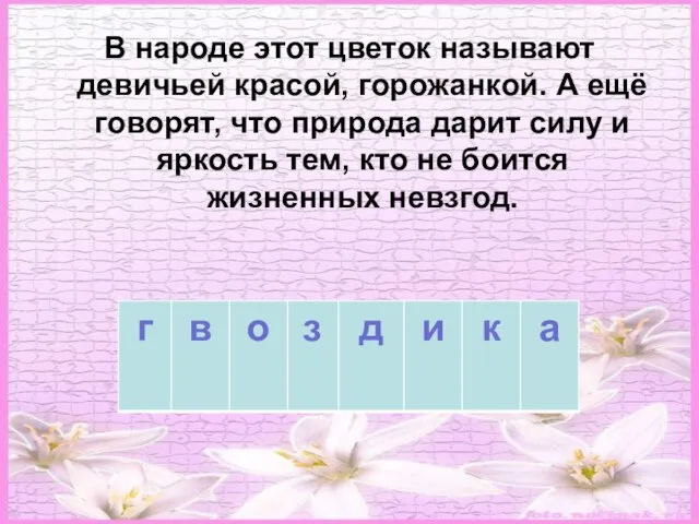 В народе этот цветок называют девичьей красой, горожанкой. А ещё говорят, что