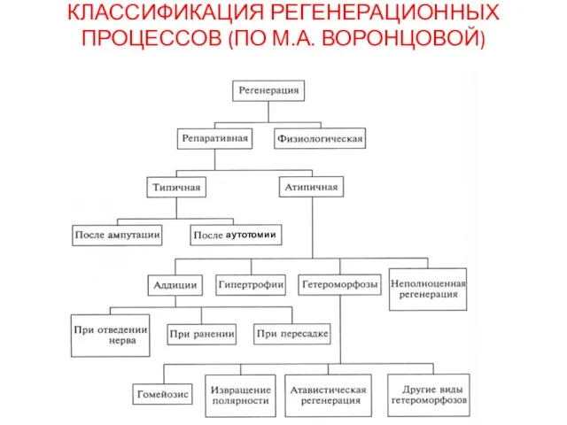 КЛАССИФИКАЦИЯ РЕГЕНЕРАЦИОННЫХ ПРОЦЕССОВ (ПО М.А. ВОРОНЦОВОЙ) аутотомии