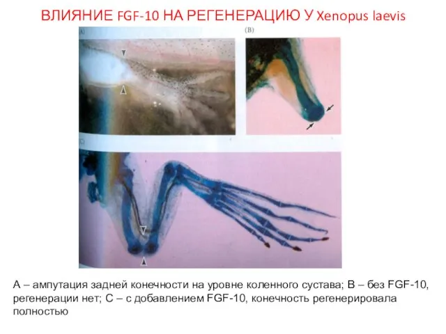 ВЛИЯНИЕ FGF-10 НА РЕГЕНЕРАЦИЮ У Xenopus laevis А – ампутация задней конечности