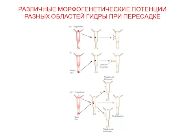 РАЗЛИЧНЫЕ МОРФОГЕНЕТИЧЕСКИЕ ПОТЕНЦИИ РАЗНЫХ ОБЛАСТЕЙ ГИДРЫ ПРИ ПЕРЕСАДКЕ