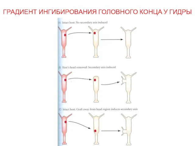 ГРАДИЕНТ ИНГИБИРОВАНИЯ ГОЛОВНОГО КОНЦА У ГИДРЫ