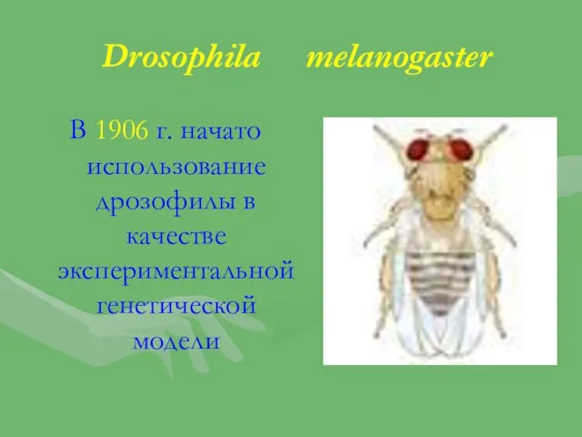 Drosophila melanogaster В 1906 г. начато использование дрозофилы в качестве экспериментальной генетической модели