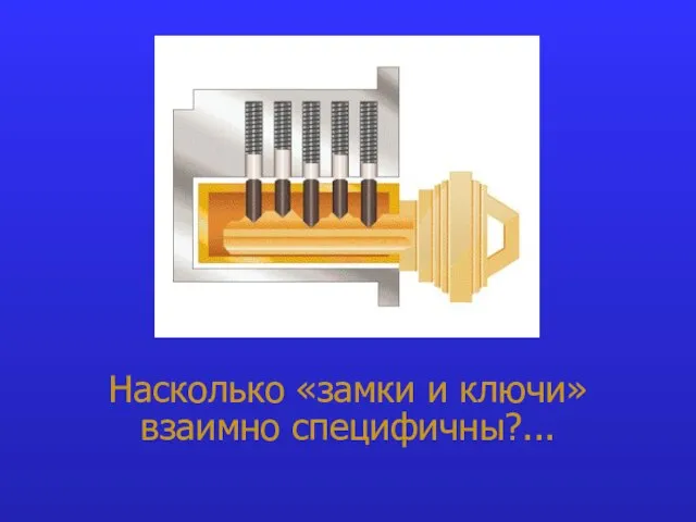 Насколько «замки и ключи» взаимно специфичны?...