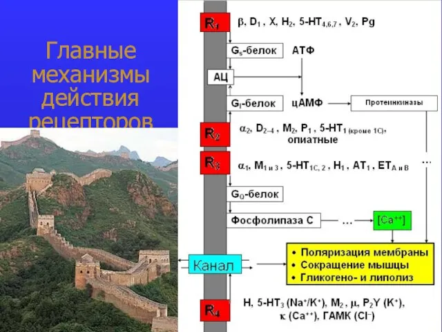 Главные механизмы действия рецепторов