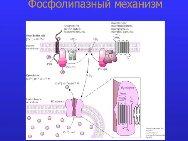 Фосфолипазный механизм