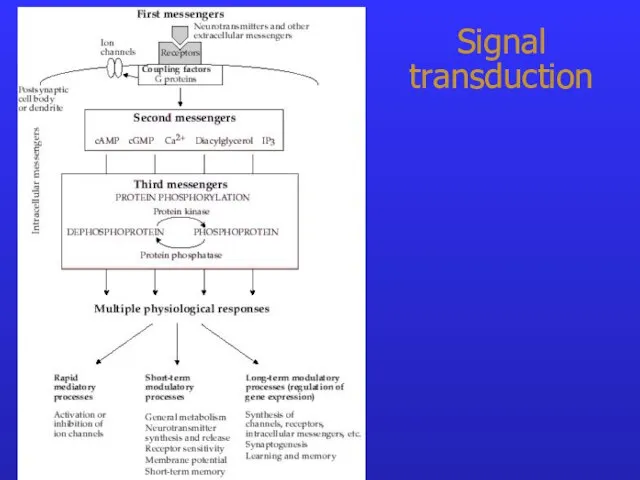 Signal transduction