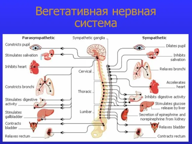 Вегетативная нервная система