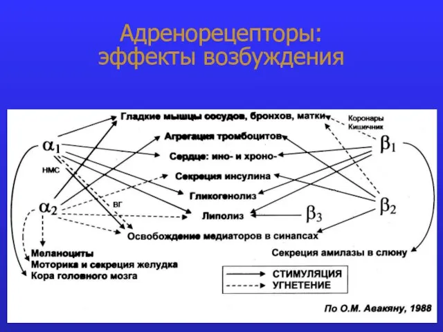 Адренорецепторы: эффекты возбуждения