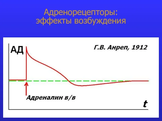 Адренорецепторы: эффекты возбуждения