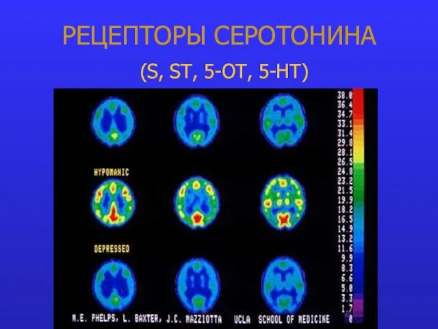 РЕЦЕПТОРЫ СЕРОТОНИНА (S, ST, 5-OT, 5-HT)