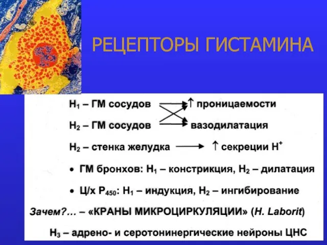 РЕЦЕПТОРЫ ГИСТАМИНА